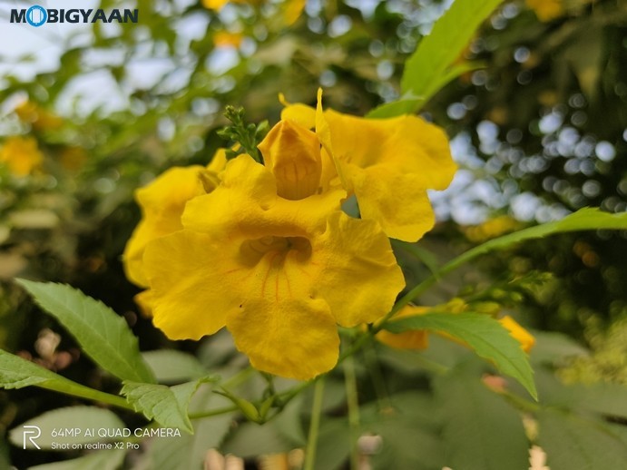 Realme X2 Pro Camera Samples 26