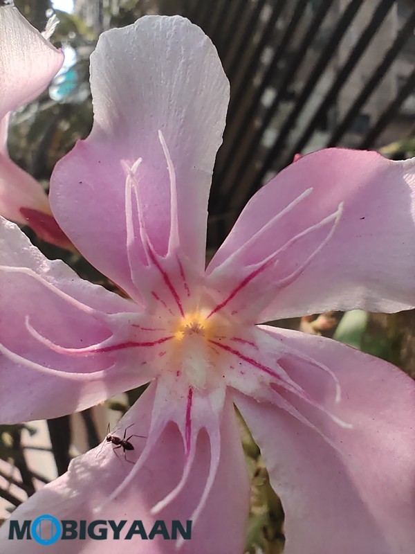 vivo U20 Review - A Complete Package in Its Segment 31 Vivo U20 Camera Samples 18