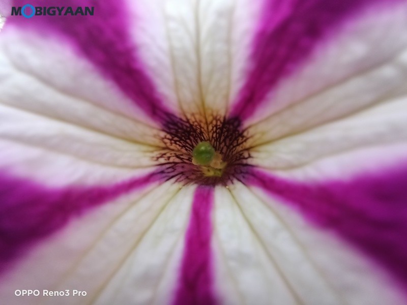 Top 5 Camera Features You Should Try Right Now 10 07.Macro OPPO Reno3 Pro