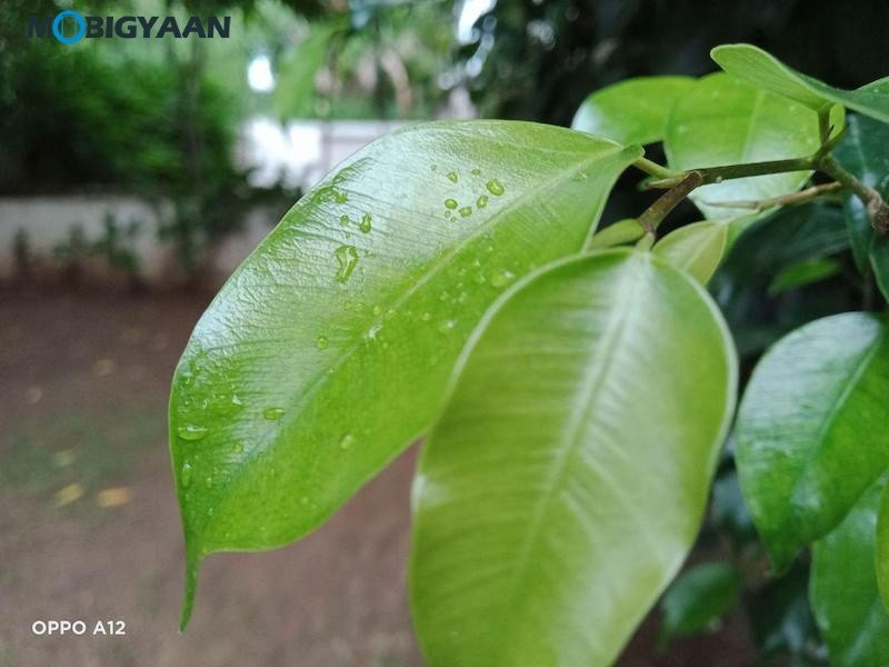 OPPO A12 Review Camera Samples 4