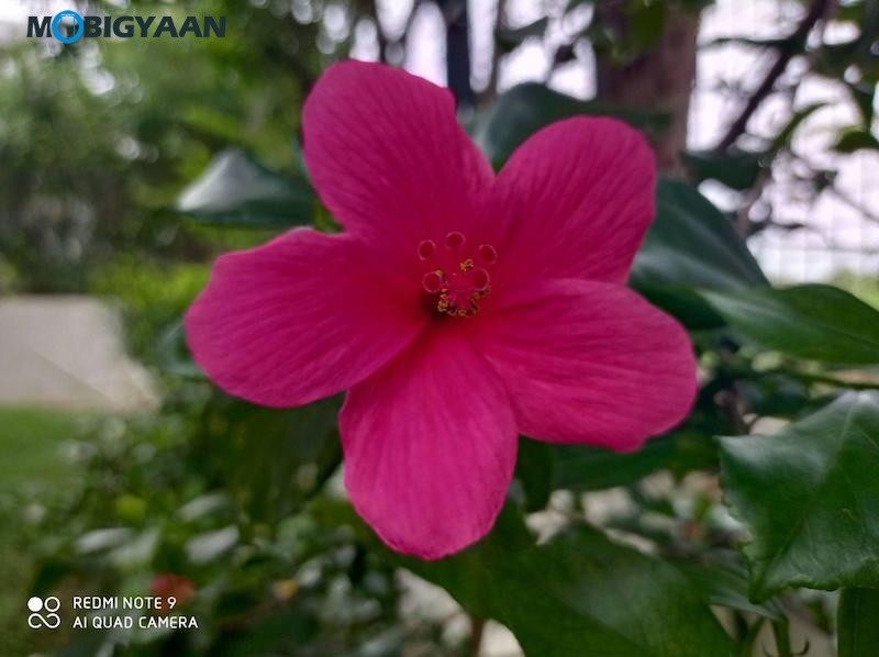 Redmi Note 9 Review Camera Samples 14