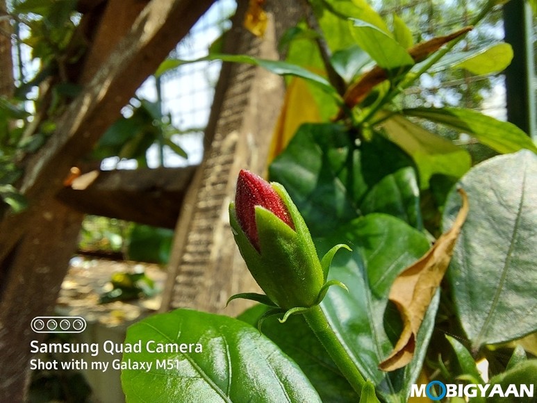 Samsung Galaxy M51 Camera Samples 19