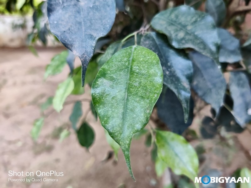 OnePlus 8T Camera Samples 13