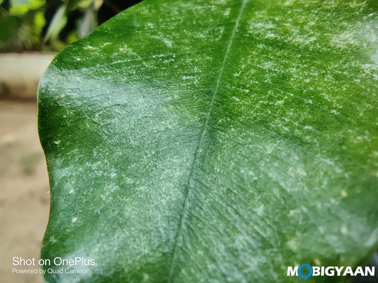 OnePlus 8T Camera Samples 16