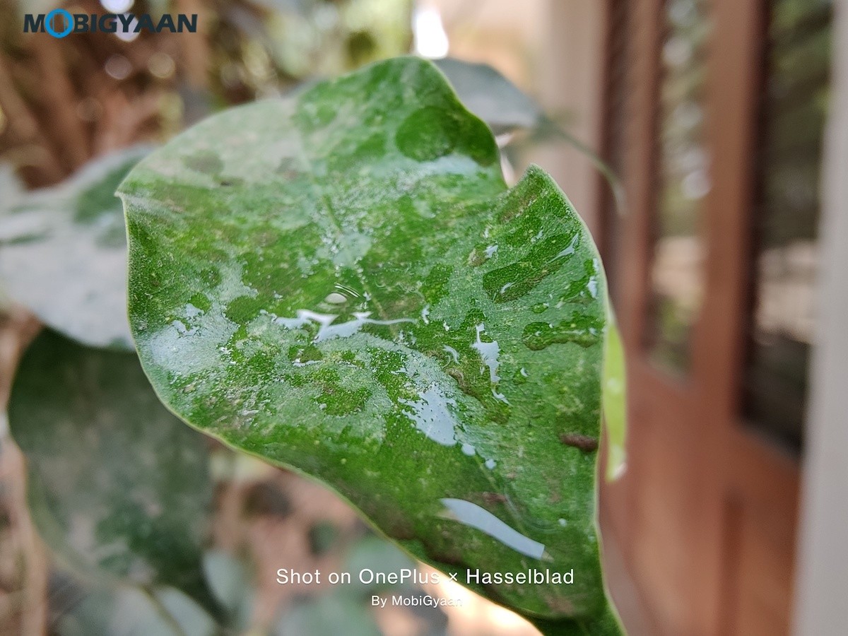 OnePlus 9 5G Review 48 MP Camera Samples 7