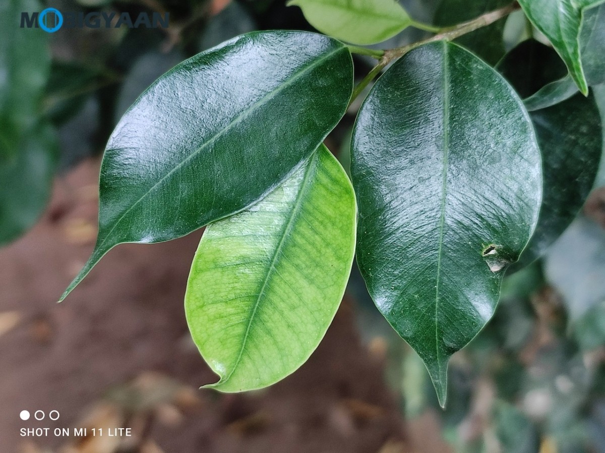 Xiaomi Mi 11 Lite Review Camera Samples 3