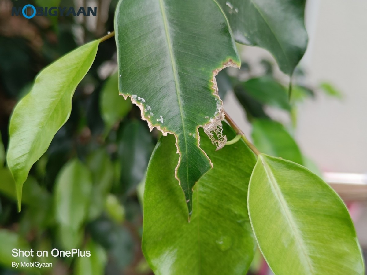 OnePlus Nord 2 5G Review 50MP Camera Samples 1