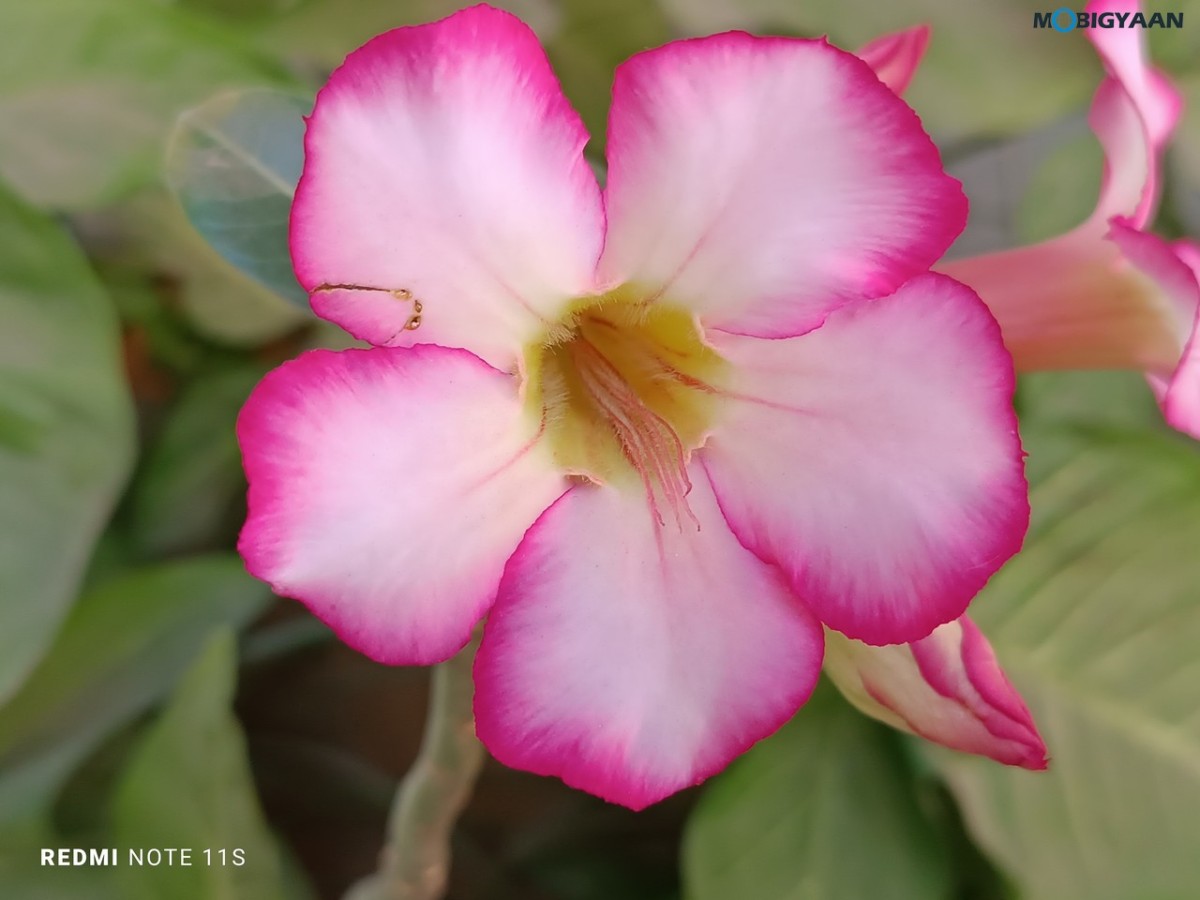 Redmi Note 11S Review Camera Samples 11