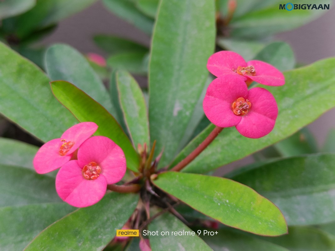 realme 9 Pro Plus 5G Review Camera Samples 15