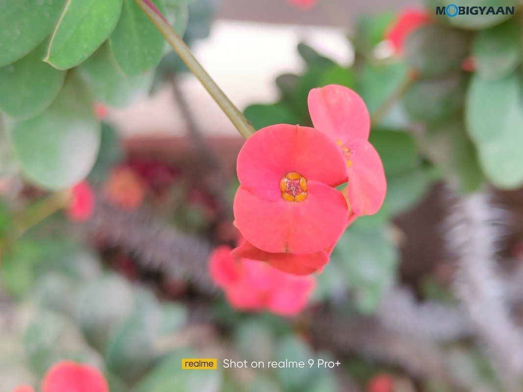 realme 9 Pro Plus 5G Review Camera Samples 5