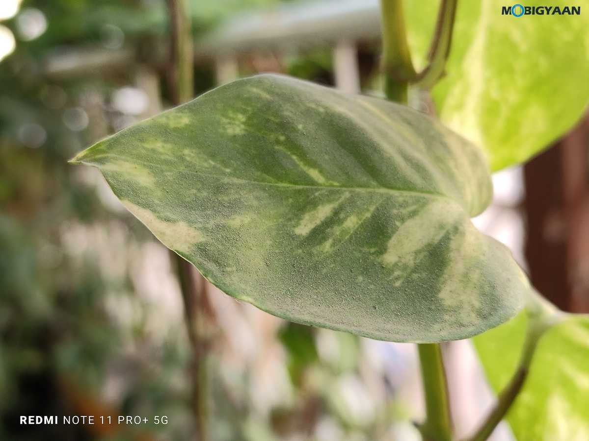 Redmi Note 11 Pro Plus 5G Review Camera Samples 1