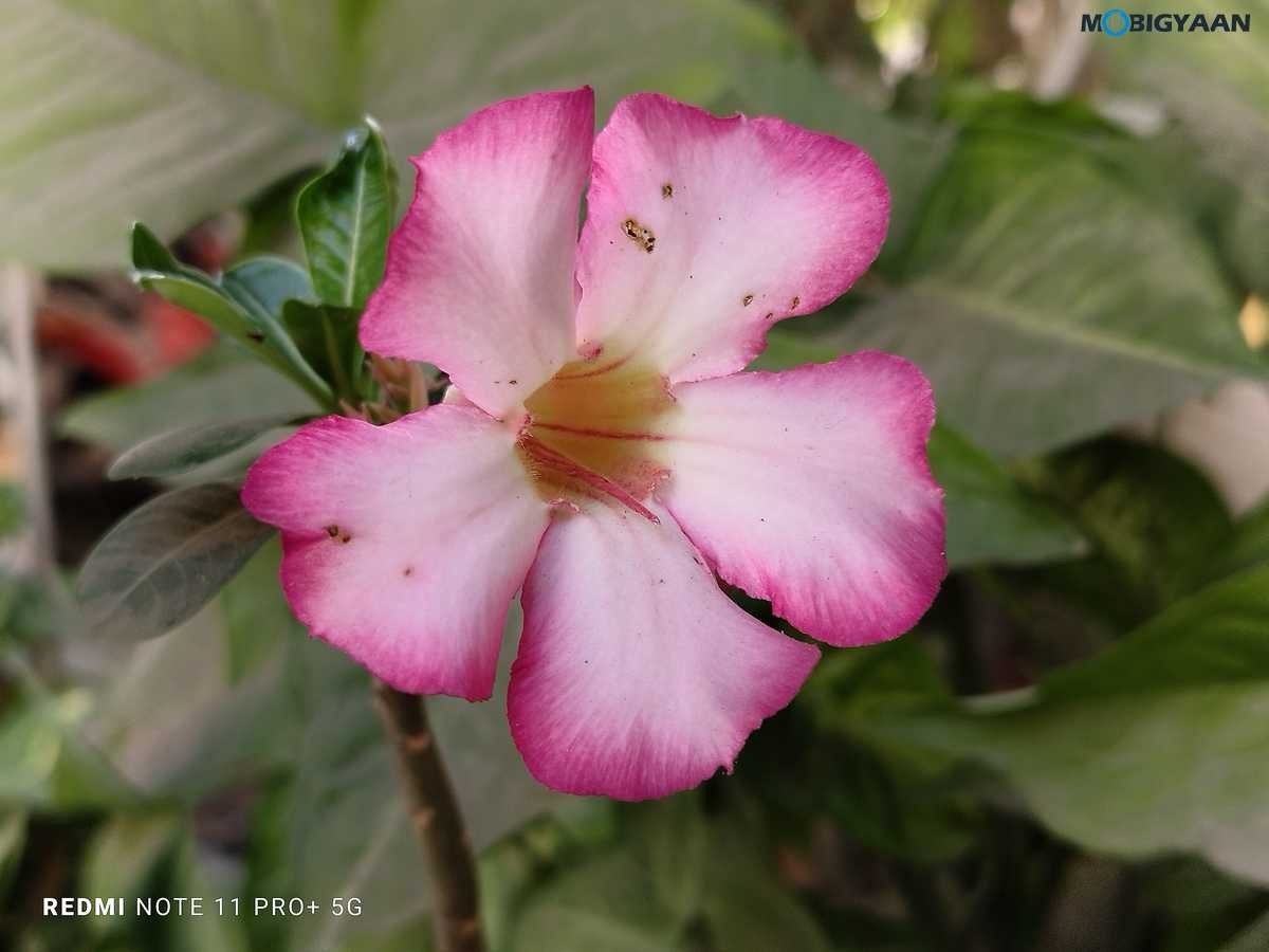 Redmi Note 11 Pro Plus 5G Review Camera Samples 5