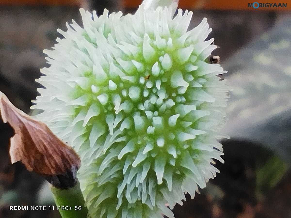 Redmi Note 11 Pro Plus 5G Review Camera Samples 8