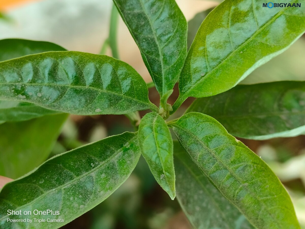 OnePlus Nord CE 2 Lite 5G Review Camera Samples 3
