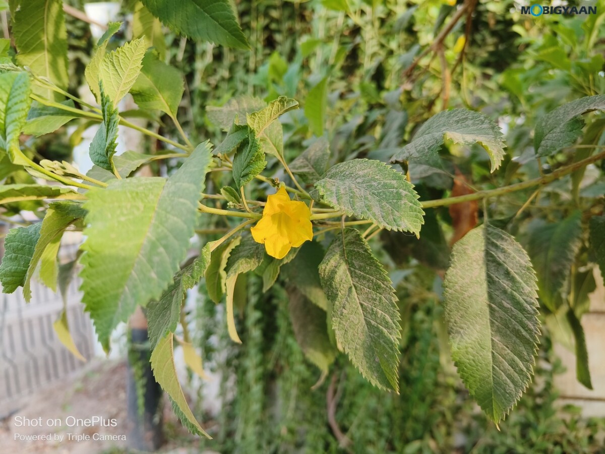 OnePlus 10R 5G Review Camera Samples 5