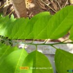 Realme C30 Camera Samples 10