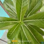 Realme C30 Camera Samples 13