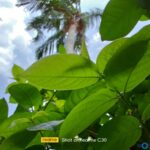 Realme C30 Camera Samples 14 1