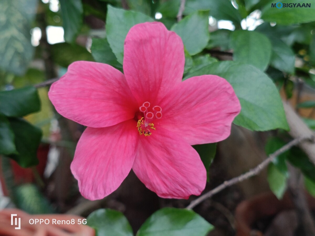 OPPO Reno8 5G Review Camera Samples 32