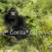 Corning Gorilla Glass Victus 2 announced, survives drops on rough surfaces like concrete