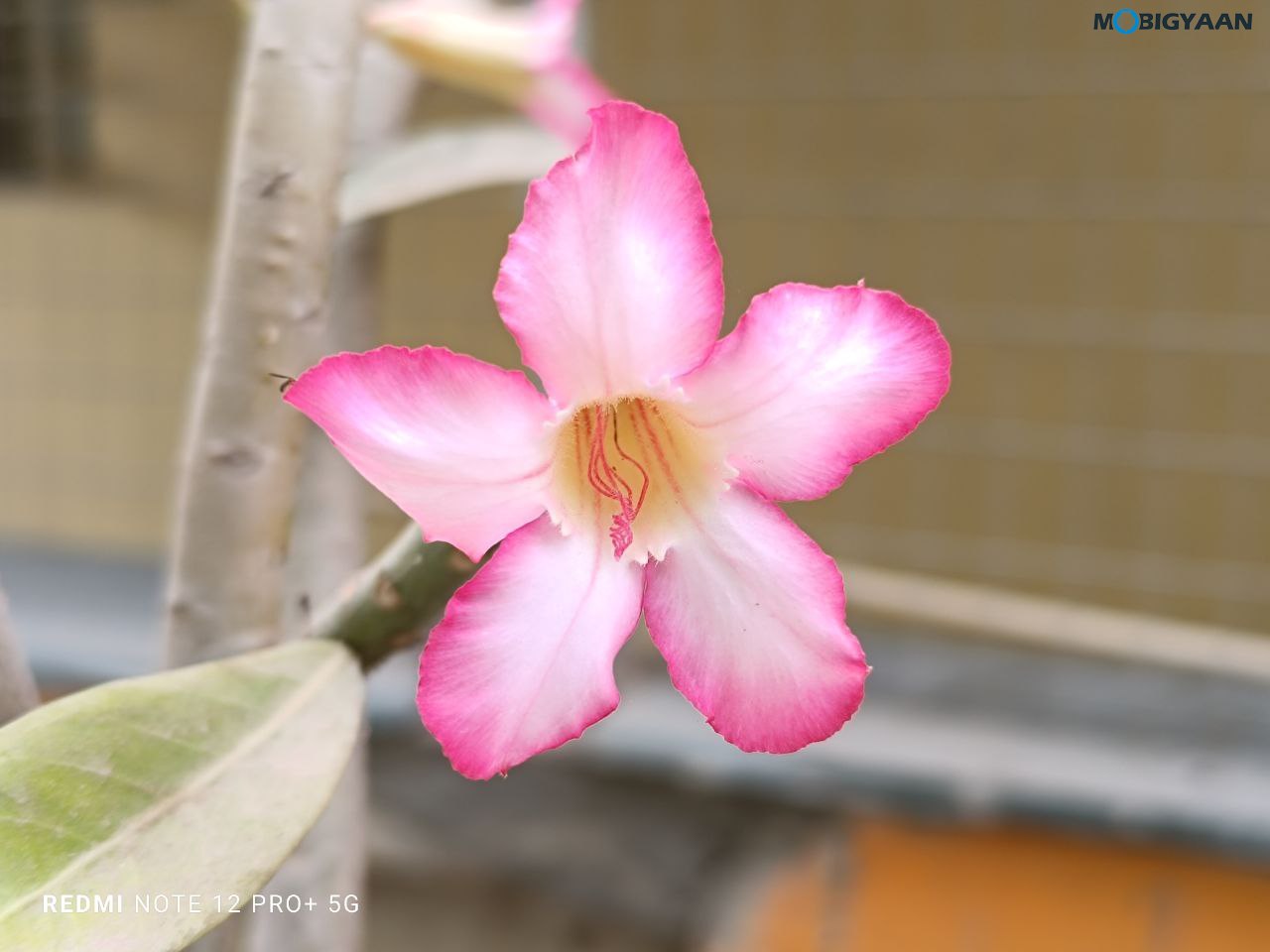 Redmi Note 12 Pro 5G Review Camera Samples 15