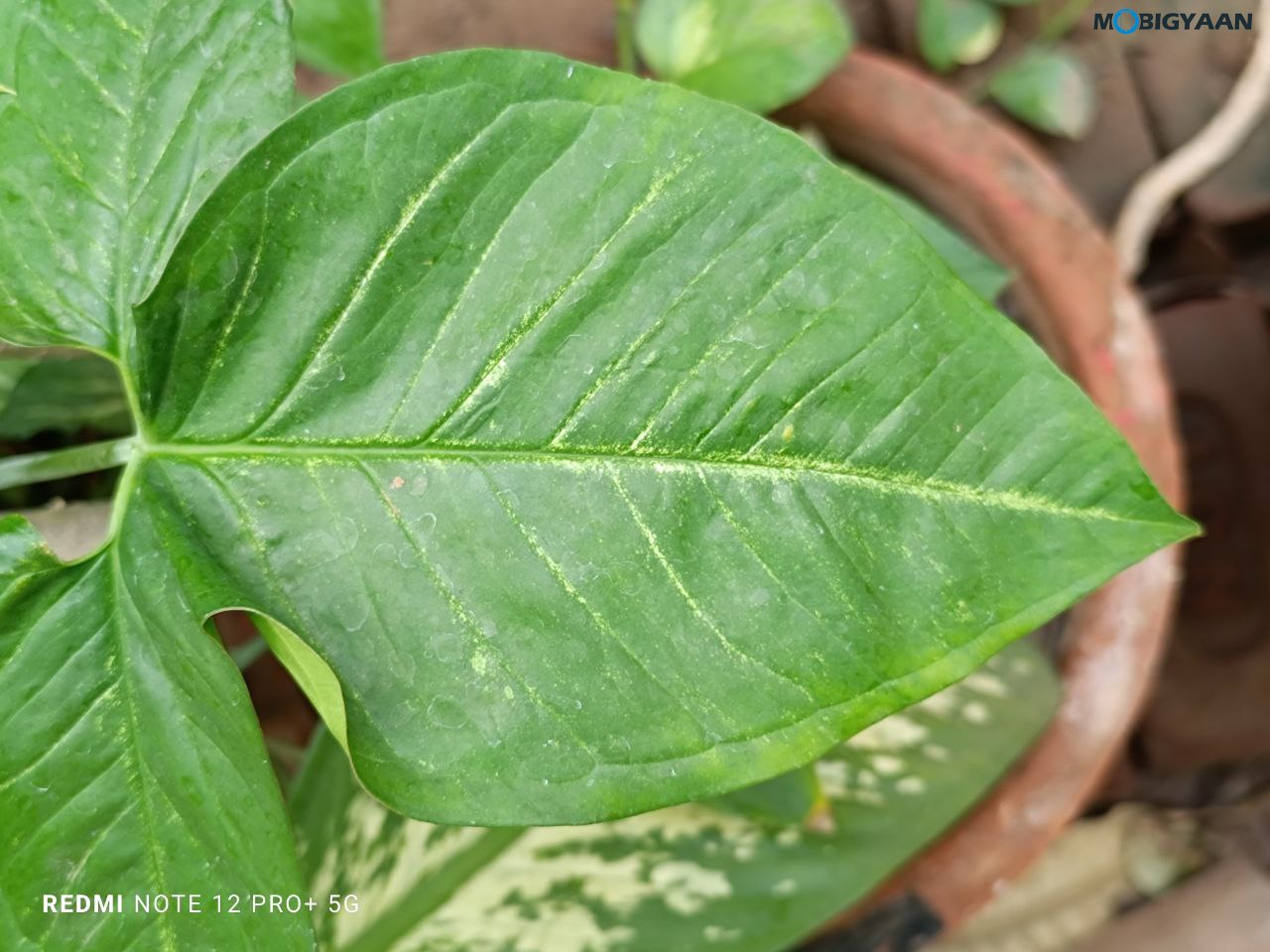 Redmi Note 12 Pro 5G Review Camera Samples 18