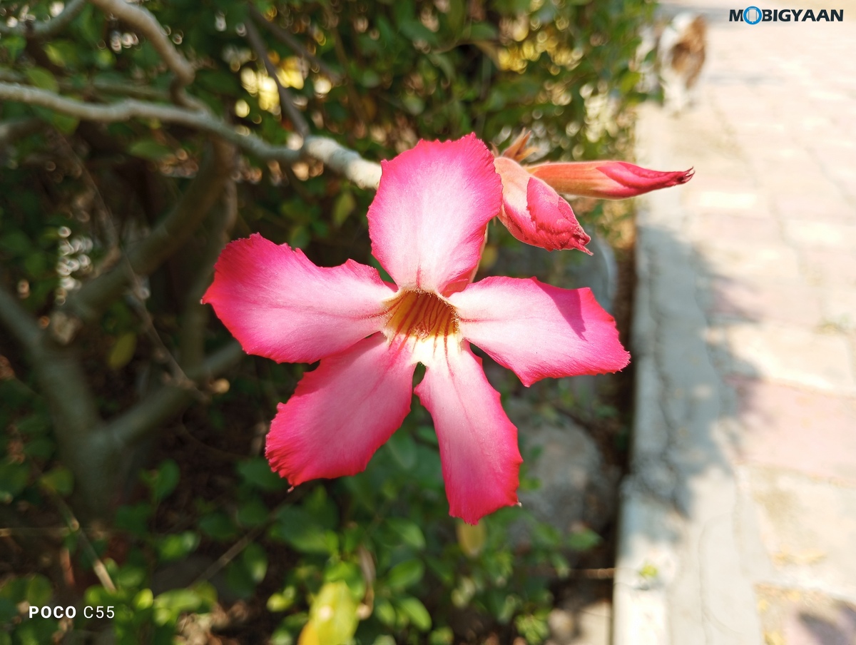 POCO C55 Review Camera Samples 4 1