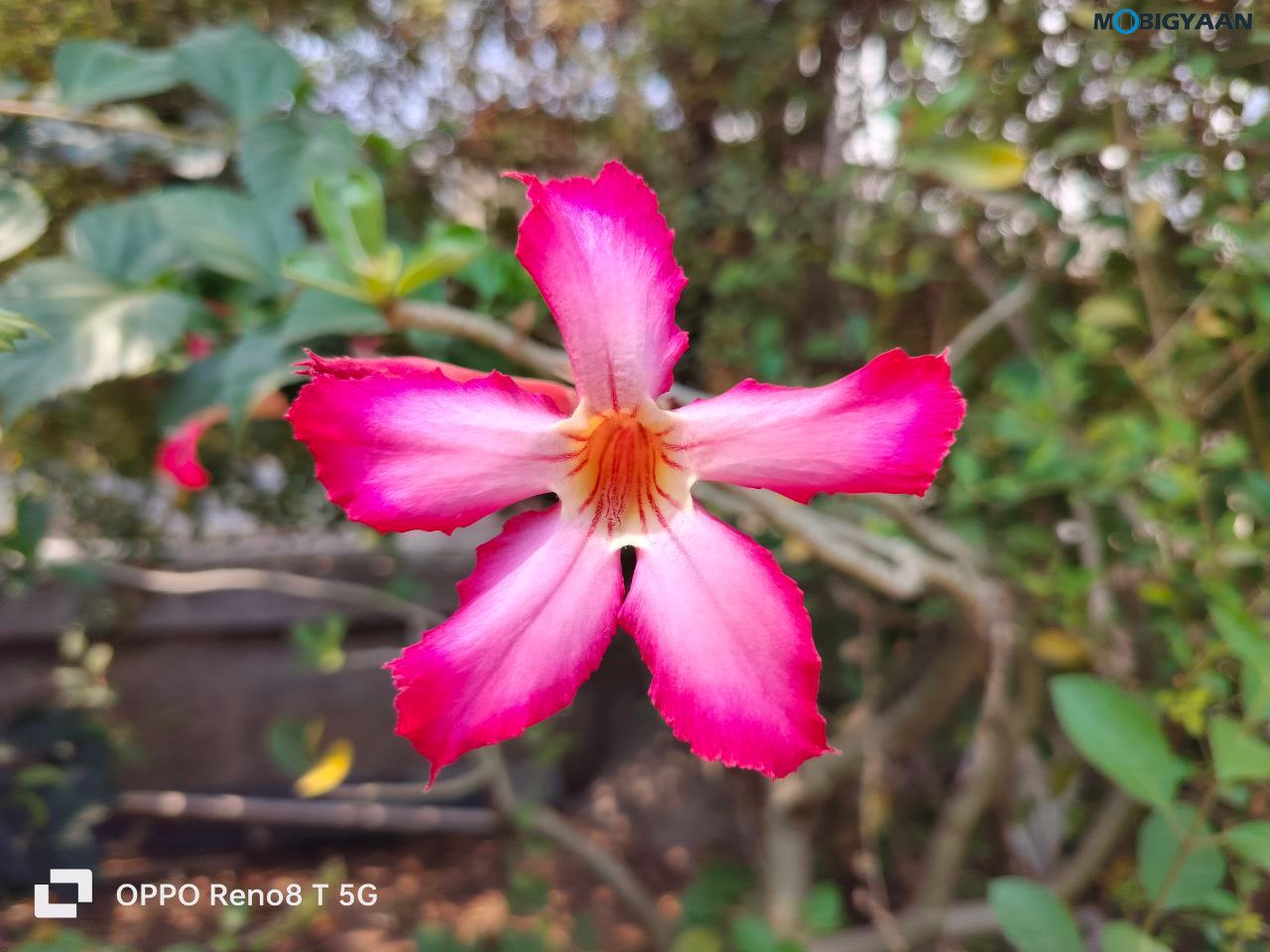 OPPO Reno8 T 5G Review Camera Samples 11