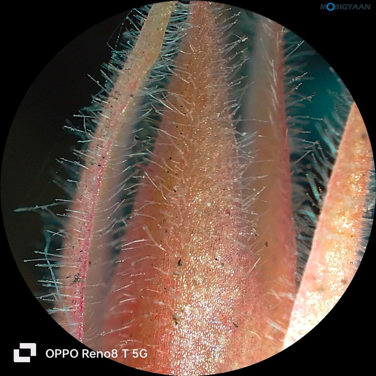 OPPO Reno8 T 5G Review Camera Samples 16 2