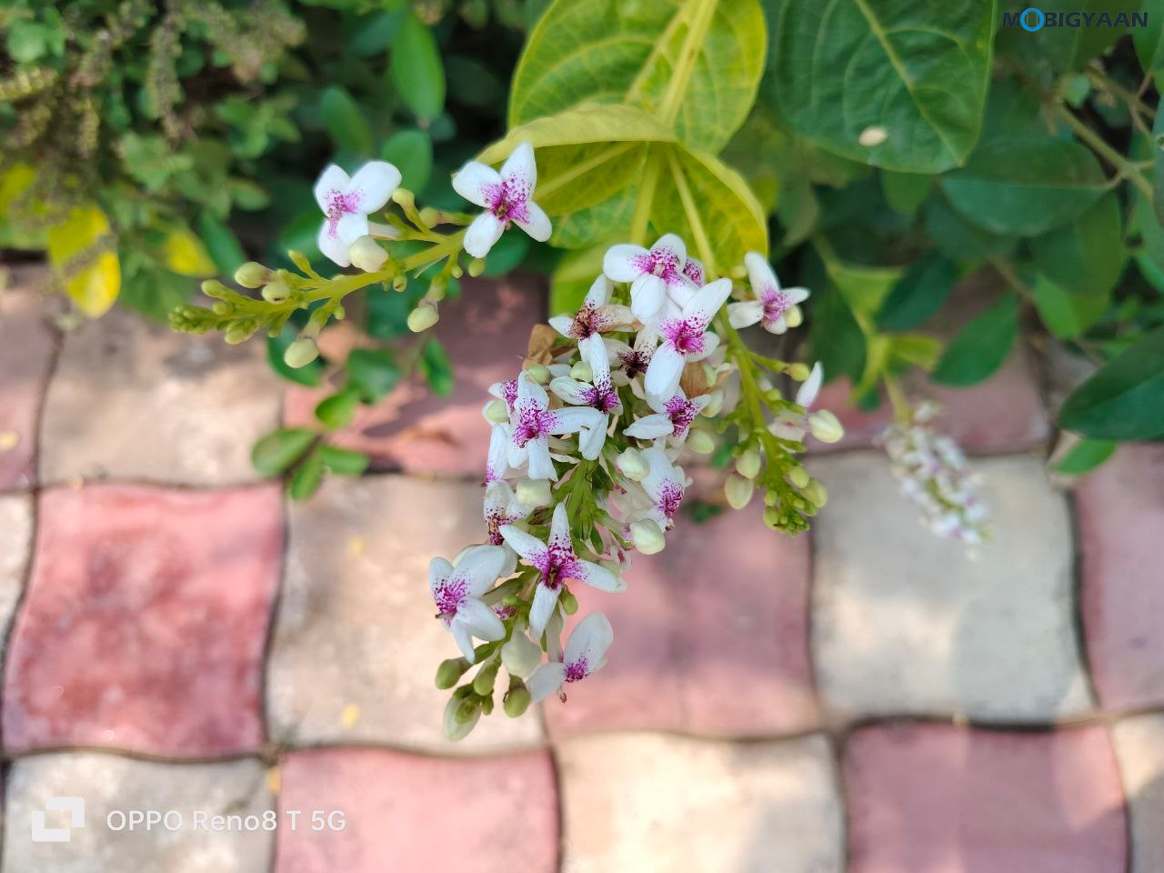 OPPO Reno8 T 5G Review Camera Samples 3 1