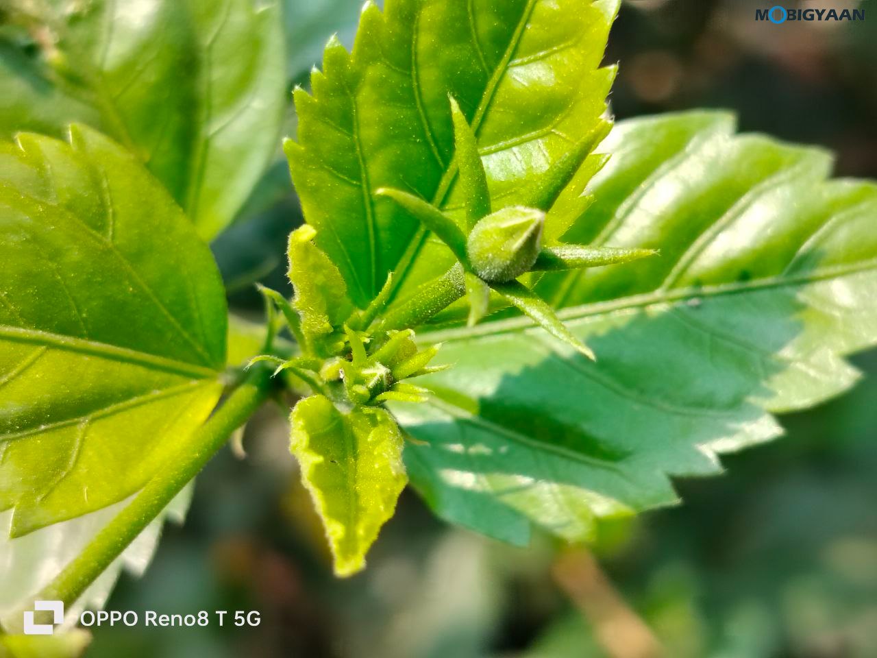 OPPO Reno8 T 5G Review Camera Samples 4