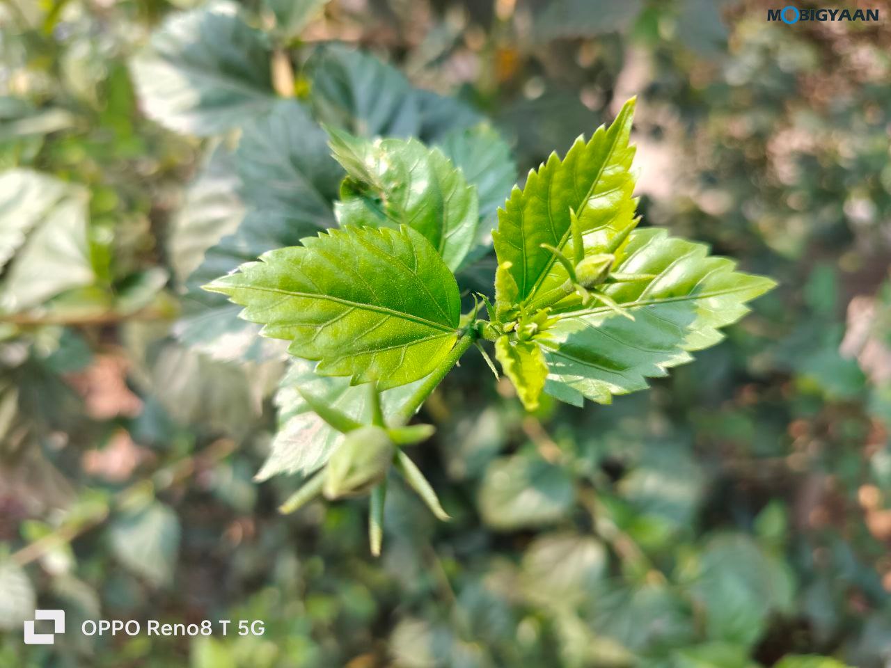 OPPO Reno8 T 5G Review Camera Samples 5