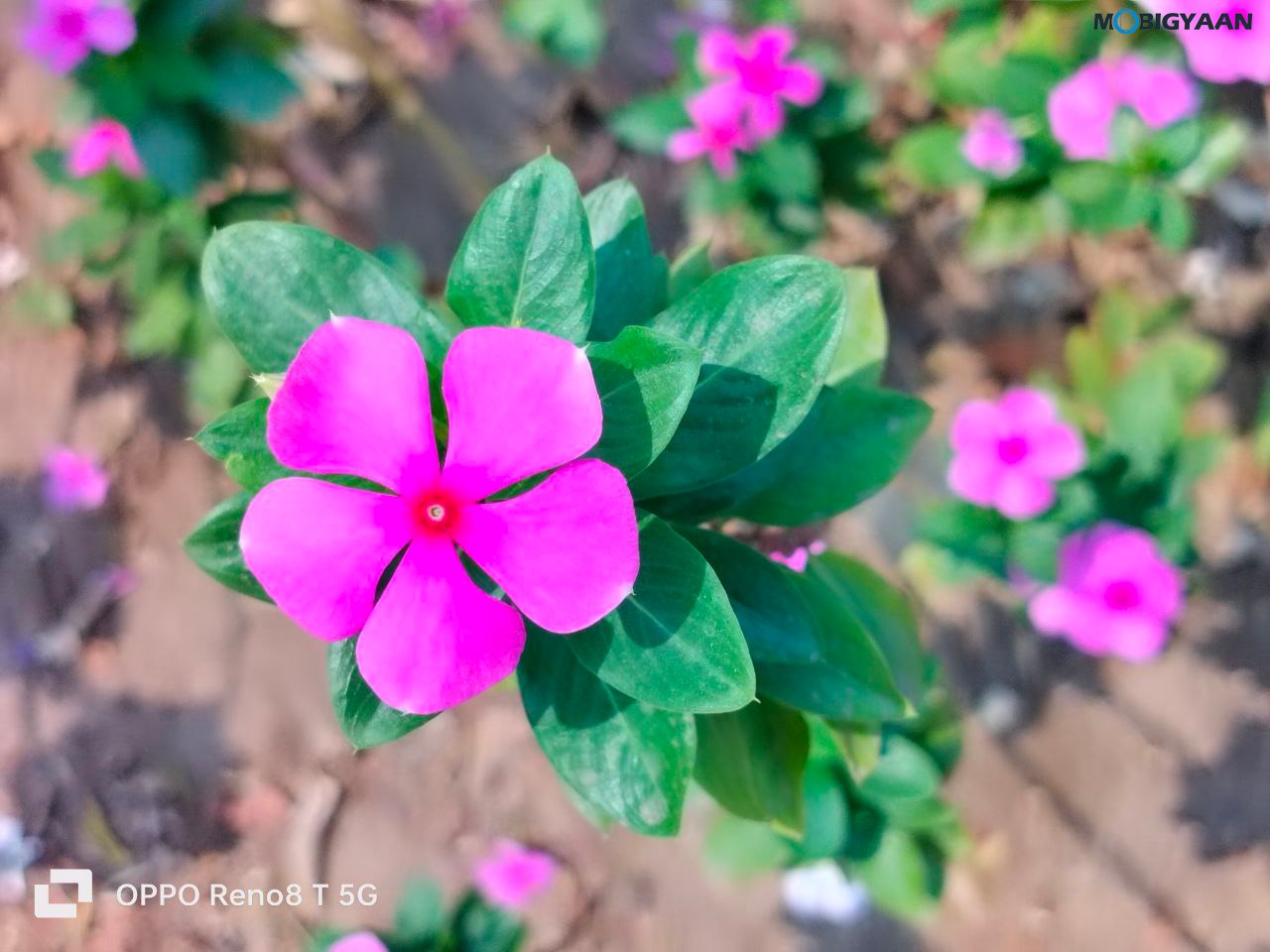 OPPO Reno8 T 5G Review Camera Samples 8