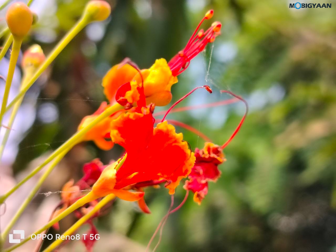 OPPO Reno8 T 5G Review Camera Samples 9