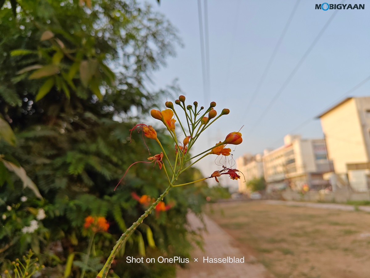 OnePlus 11 5G Review Camera Samples 4 1