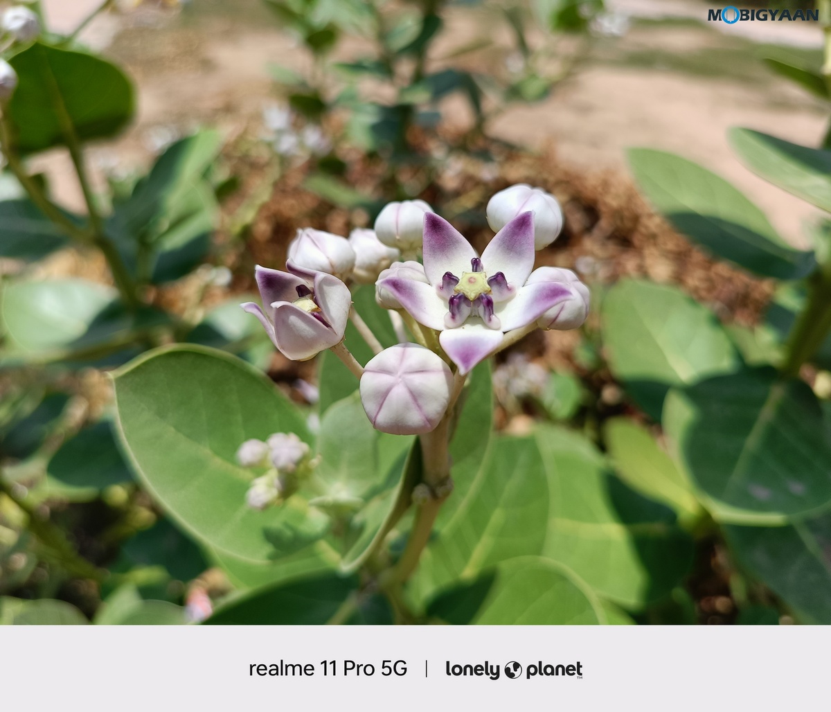 realme 11 Pro 5G Review Camera Samples 2 1