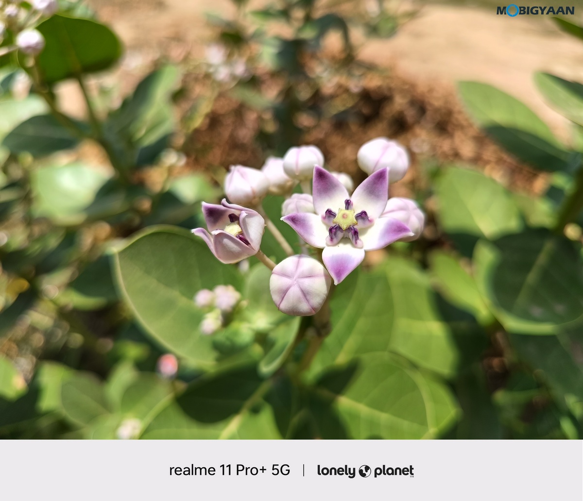 realme 11 Pro 5G Review Camera Samples 20