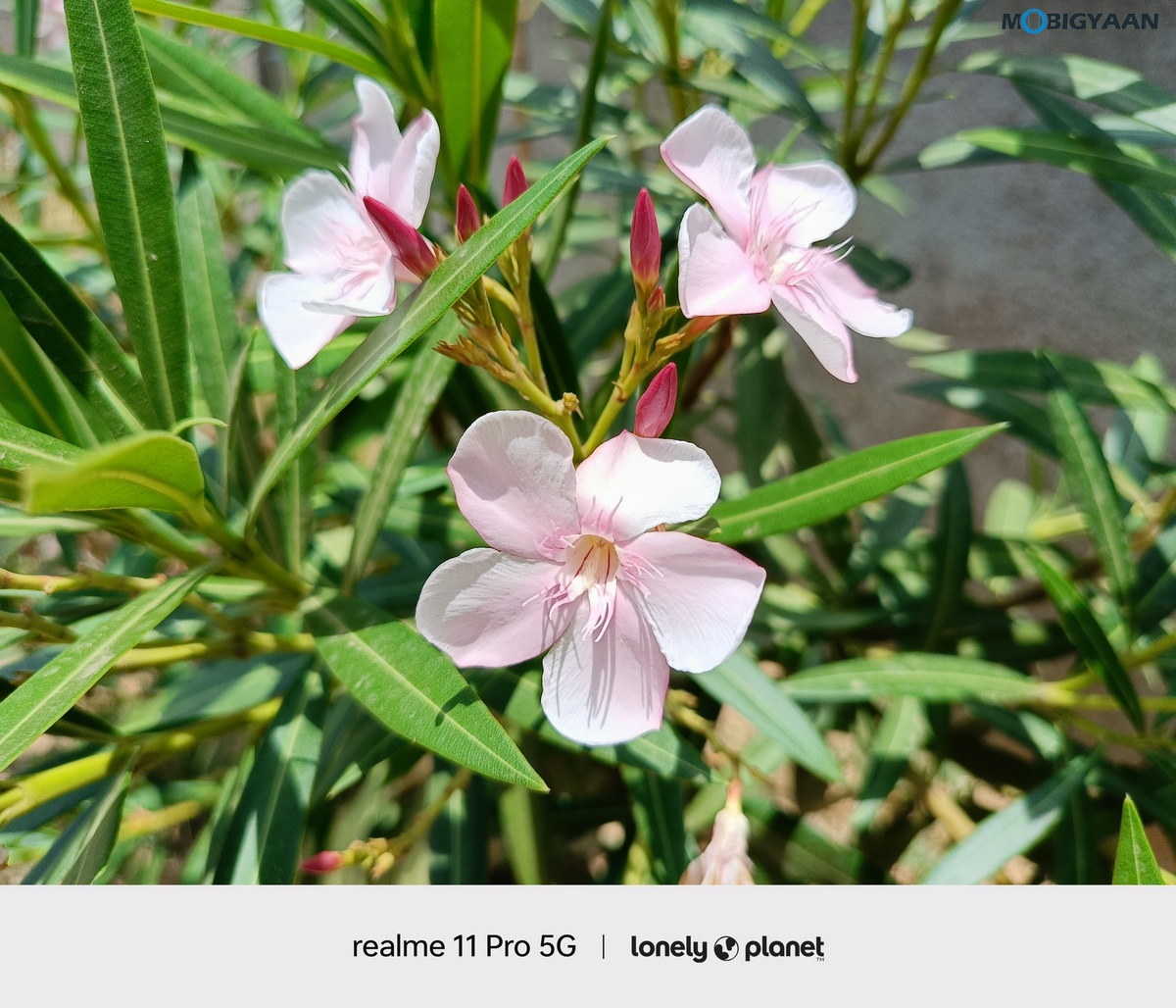 realme 11 Pro 5G Review Camera Samples 5 1