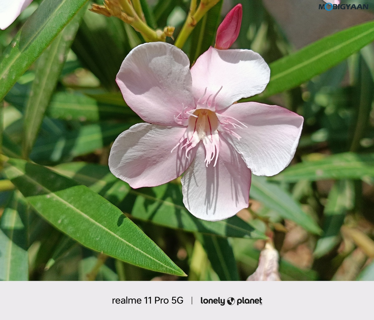 realme 11 Pro 5G Review Camera Samples 6 1