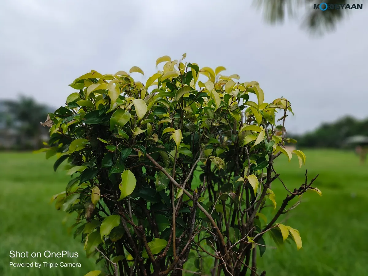 OnePlus Nord 3 5G Review Camera Samples 29