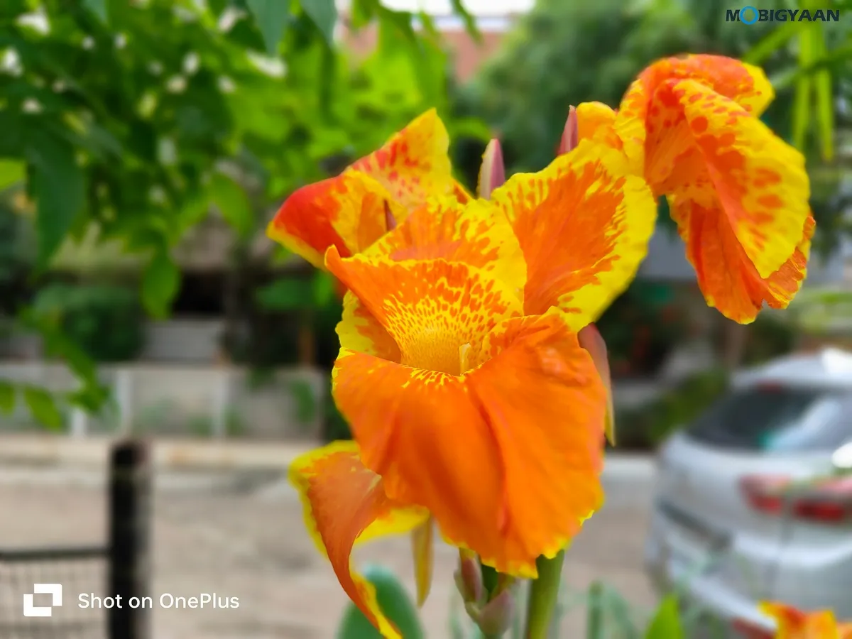 OnePlus Nord CE3 5G Review Camera Samples 10