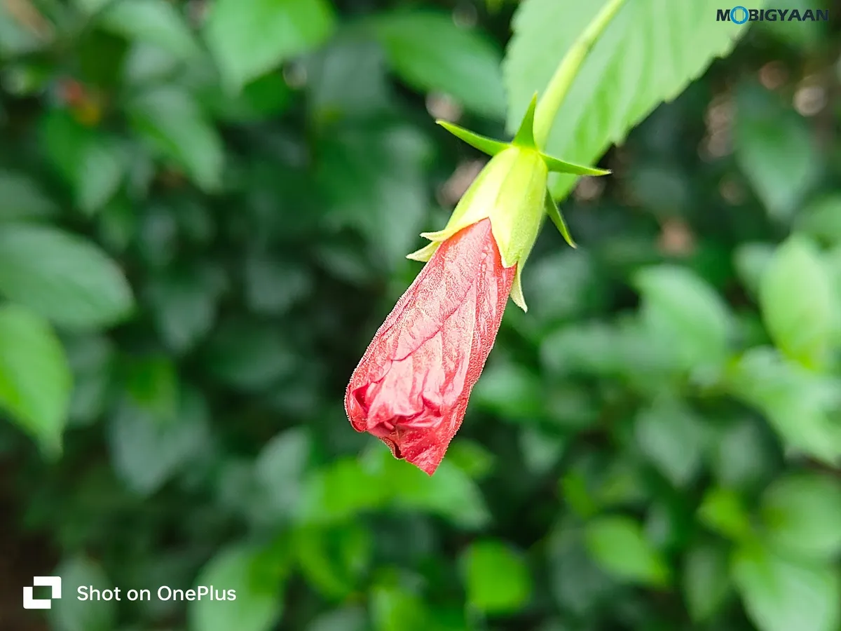 OnePlus Nord CE3 5G Review Camera Samples 6