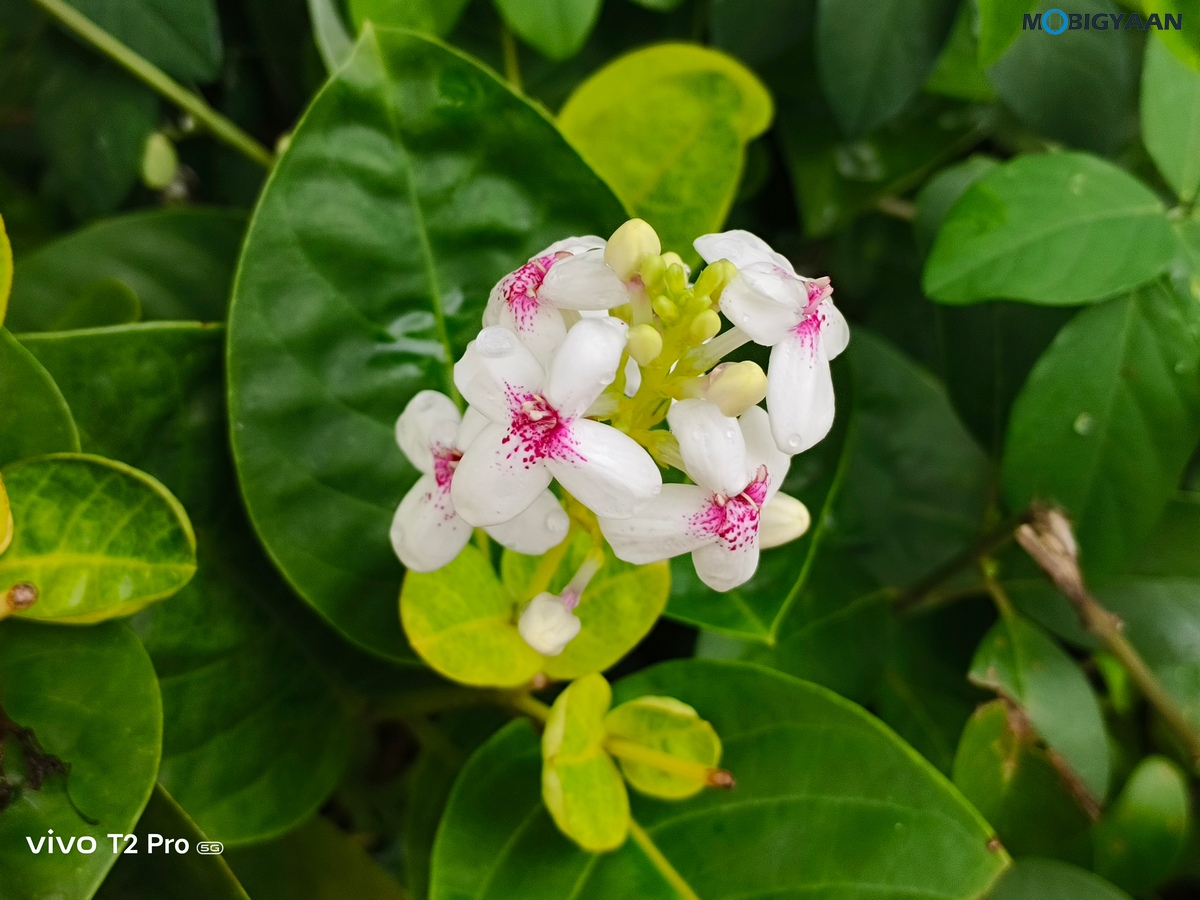 vivo T2 Pro 5G Review Camera Samples 1