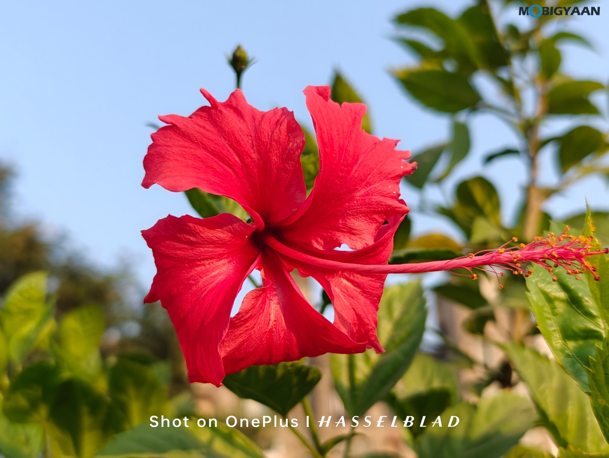 OnePlus Open Review Camera Samples 13