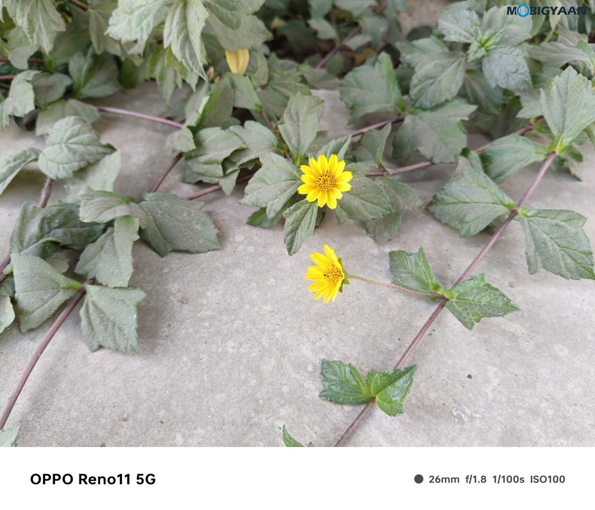 OPPO Reno11 5G Camera Samples 31