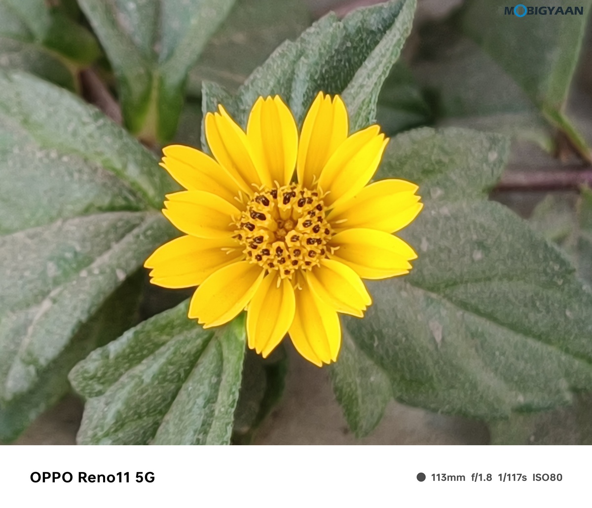 OPPO Reno11 5G Camera Samples 33