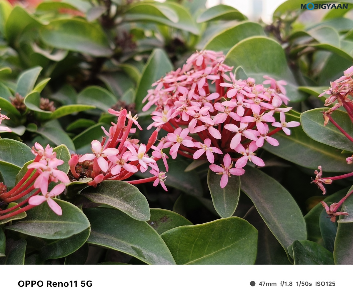 OPPO Reno11 5G Camera Samples 4