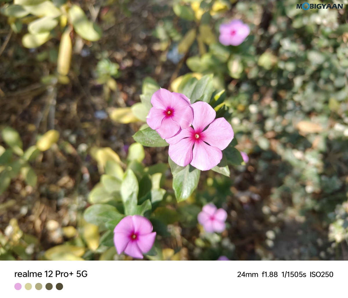 realme 12 Pro 5G Review Camera Samples 11