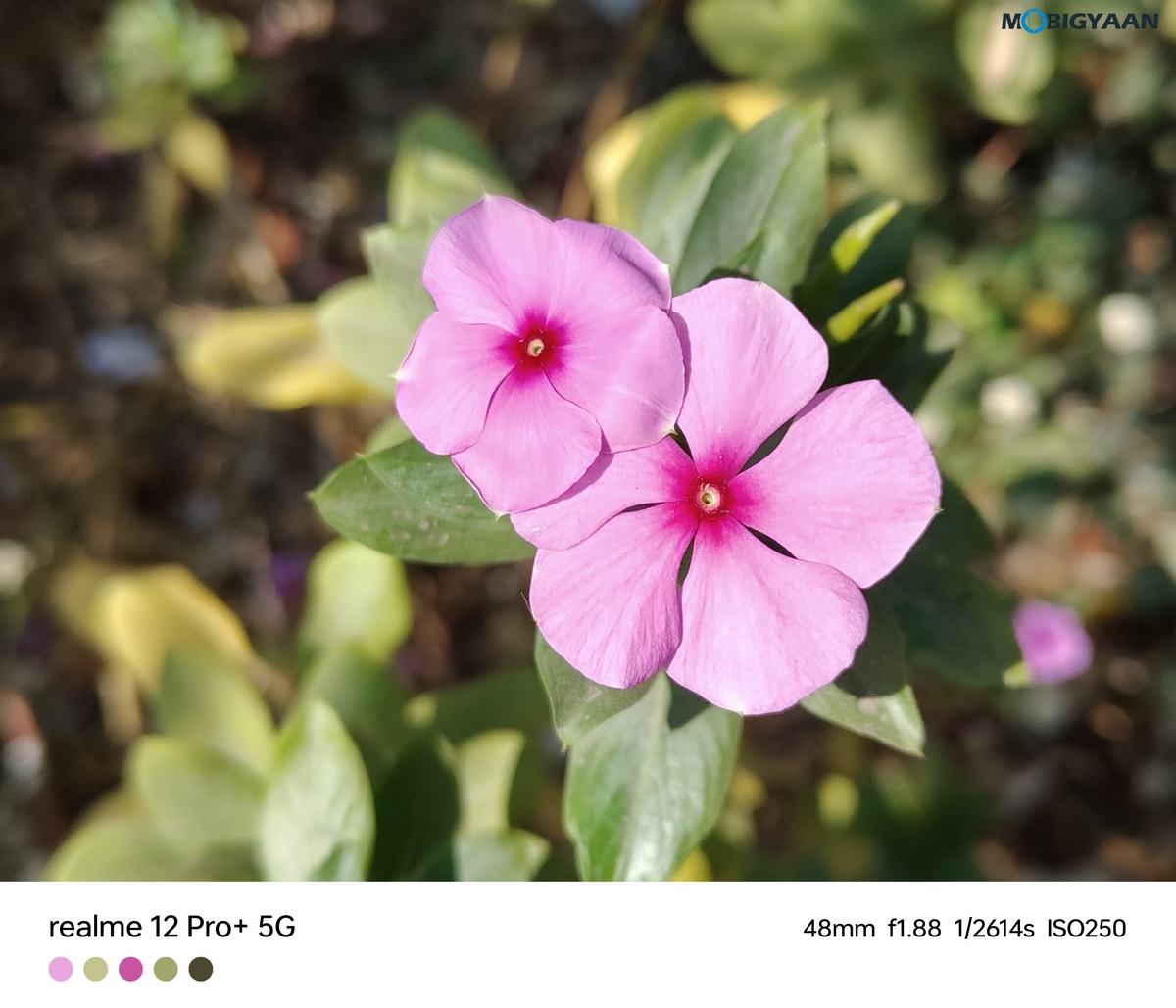 realme 12 Pro 5G Review Camera Samples 12