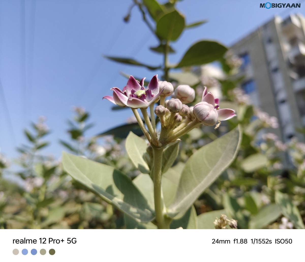 realme 12 Pro 5G Review Camera Samples 19